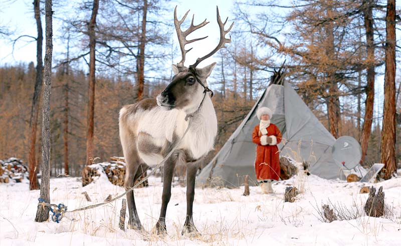 mongolia reindeer people 